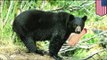 Bear mauling: Florida woman gets mauled after sticking hand in cage