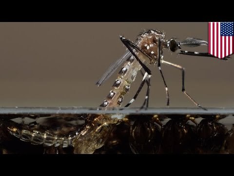 Millions of genetically modified mosquitoes could be released in Florida