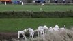 Texel sheep (Holland):  - (baby) lambs running, jumping & playing around a pond -