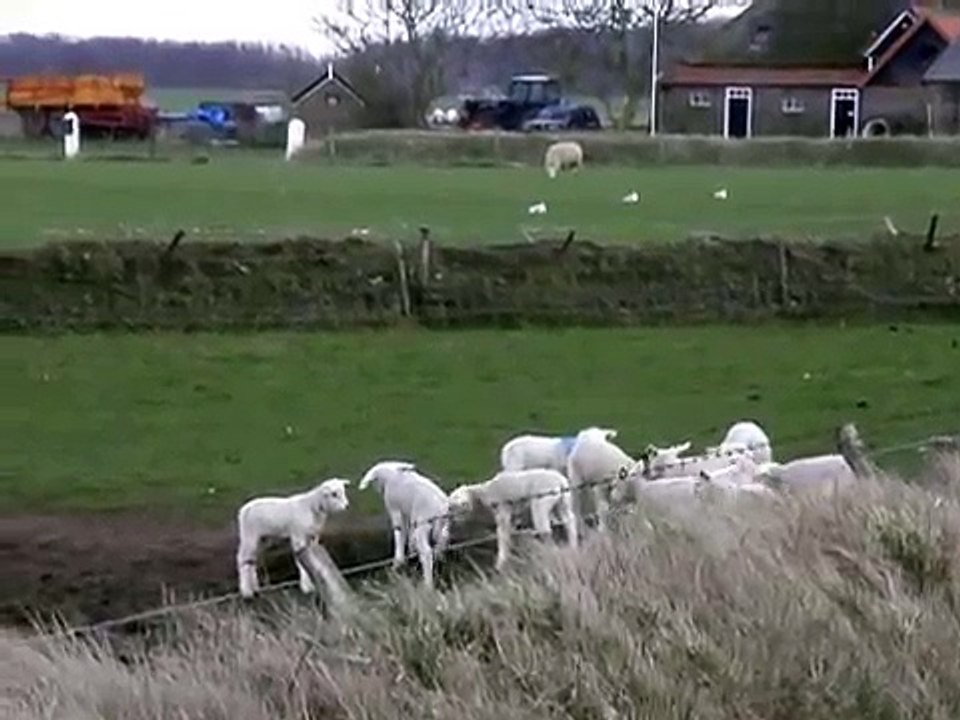 Texel sheep (Holland):  - (baby) lambs running, jumping & playing around a pond -