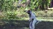 Jumping Lemur (Diademed Sifaka)