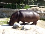 River Hippopotamus at Toronto Zoo