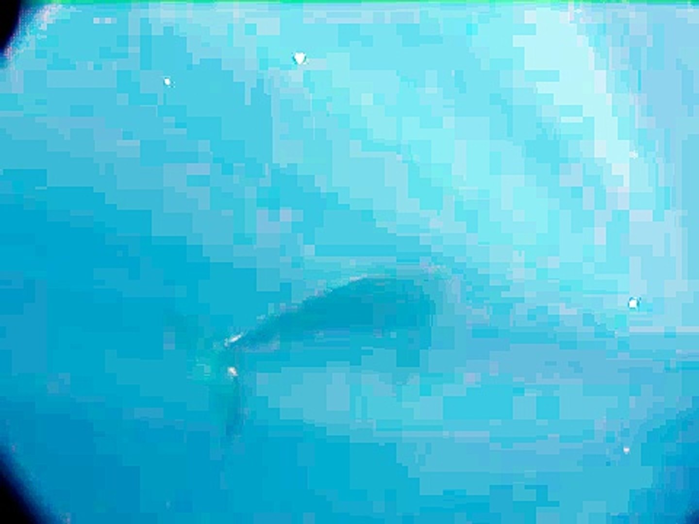 Humpback Whale Singing