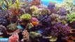 Selecting Corals for Your Reef Tank - EP 3: Fish and Corals