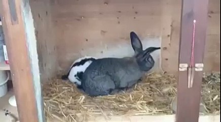 Un lapin meurt d'une crise cardiaque pendant qu'il copule