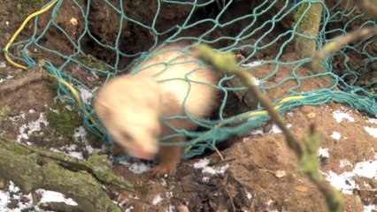 Hardcore ferreting / rabbit hunting with Simon Whitehead