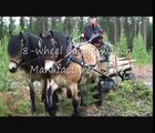 Horse logging in Swedish Lapland.wmv