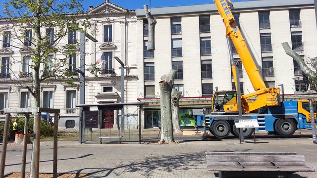 Abattage des platanes à Avignon cours Jean-Jaurès