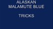 ALASKAN MALAMUTE - TRICKS
