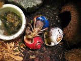 hermit crab switching shells.