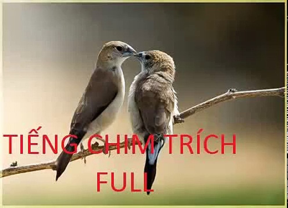 Tiếng chim sẻ(trích) Kêu full 2