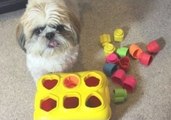 Cooper the Shih Tzu Is a Real Trickster