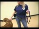 Dog Training Collars & Harnesses : Fitting an Easy Walk Dog Harness