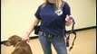 Dog Training Collars & Harnesses : Fitting an Easy Walk Dog Harness