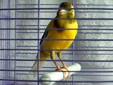 canary bird singing