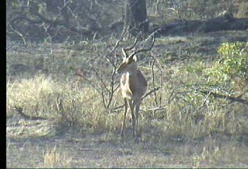 Impala and African Hawk Eagle