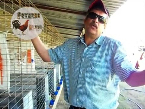 Gallos de Combate - Gallos de Pelea, Gallos de Combate, PotreroNuevo.MX