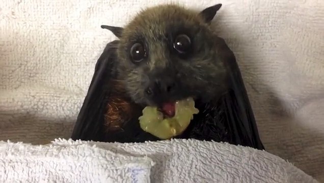 Adorable Flying Fox Bat Eating Grapes Is The Funniest Thing Of The Week Video Dailymotion