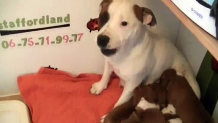 47ème vidéo des chiots de la 19ème portée de Staffordland