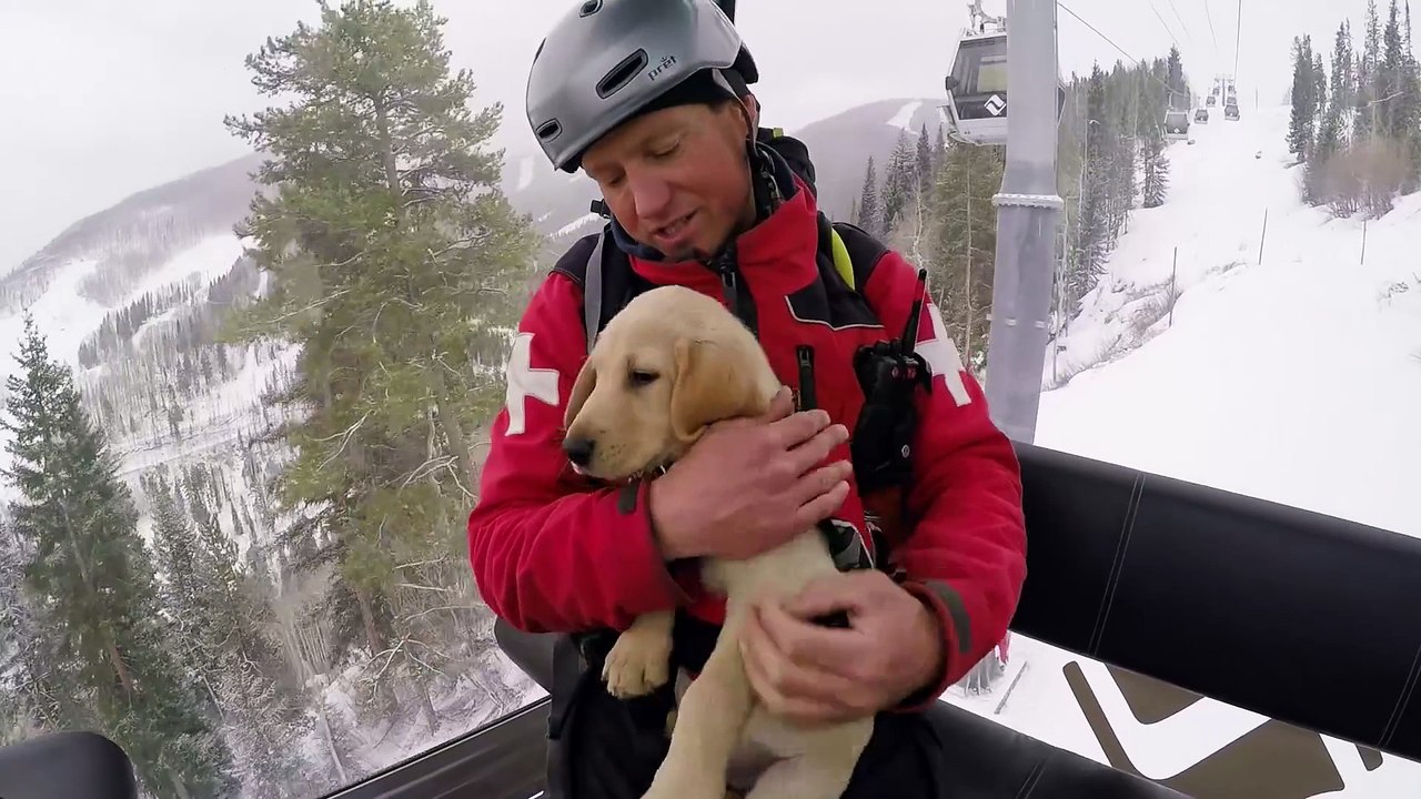 Labrador Puppy in training to be the new Vail's Patrol Dog