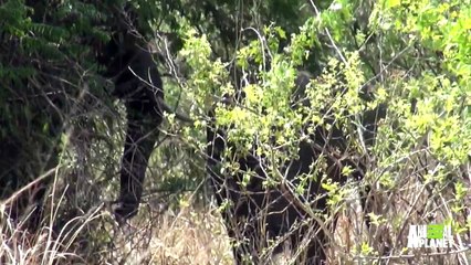 Proceed with Caution When Sighting Elephants in the Wild