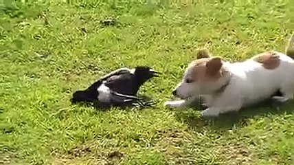 Dog and Magpie Bird Playing!