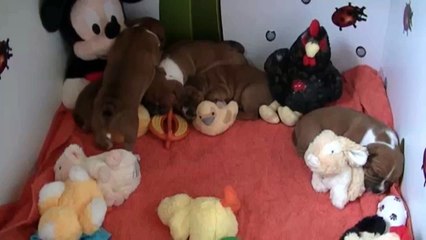 49ème vidéo des chiots de la 19ème portée de Staffordland