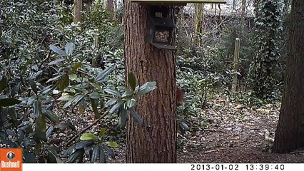 Squirrels in the garden