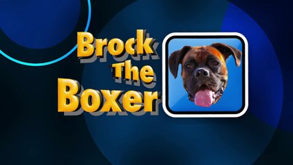 Ces chiens s'eclatent sur la bache de la piscine