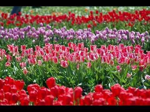 EL ESPIRITU DE DIOS ESTA EN ESTE LUGAR-Alabanza y Adoracion Cristiana-Hossana