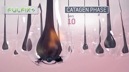Fulfix - The Hair Growth Cycle