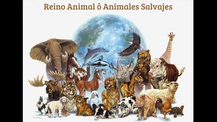 Elefante mata a un Rinoceronte ¡Real!!