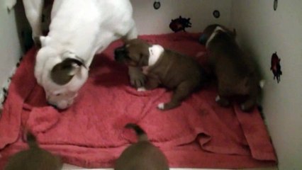 51ème vidéo des chiots de la 19ème portée de Staffordland
