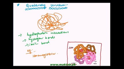 FSc Biology Book1, CH 2, LEC 11; Structure of Proteins - Part 2