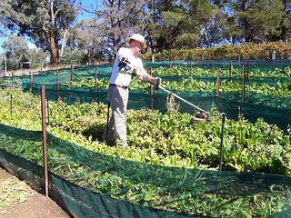 SNAIL FARMING IN AUSTRALIA - Free-range