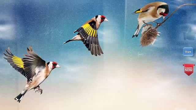 Timbrado Canary Singing - CANTO TIMBRADO DO CANÁRIO