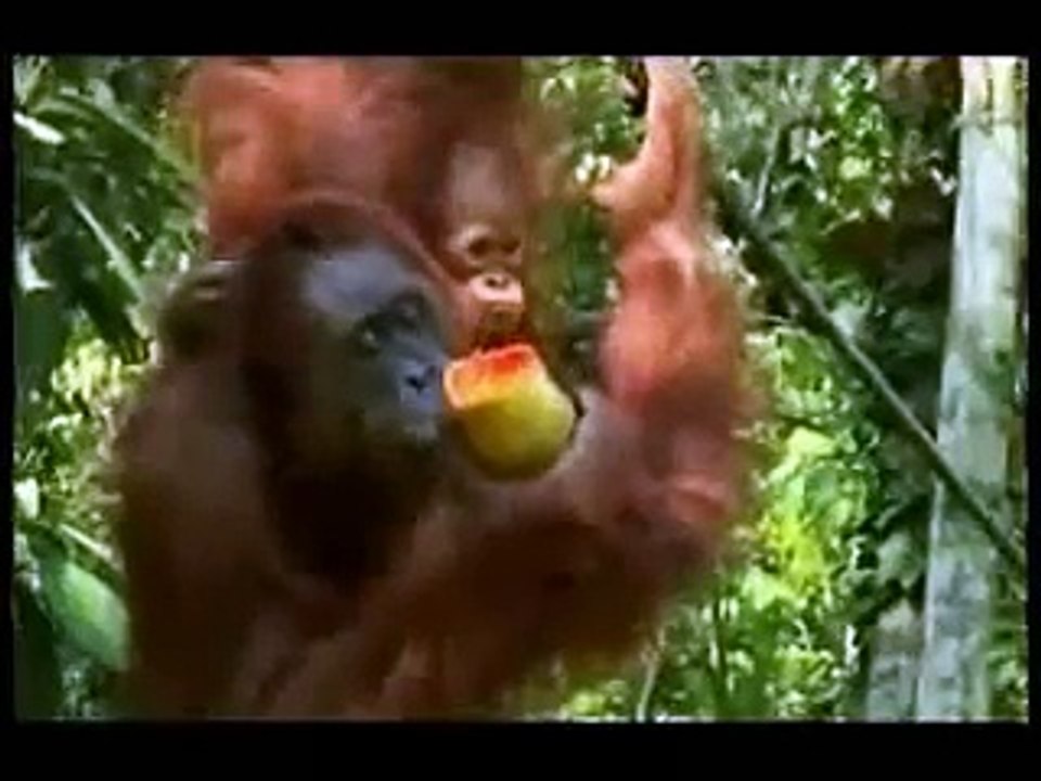 The Human Ape 1of10