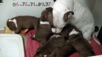 52ème vidéo des chiots de la 19ème portée de Staffordland