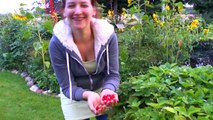 Strawberries: Growing and harvesting strawberries in baskets