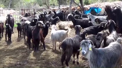 Sarıkeçili Yörüklerin Göç Hazırlığı