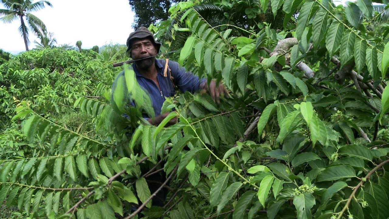 Les Comores, jardin du parfum le plus vendu au...