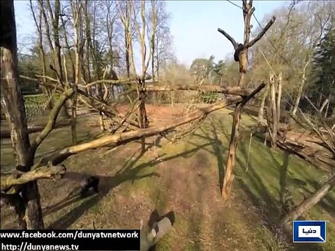 Chimpanzee knocks down a drone