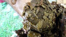 myabelhas - Imagens da abelha rainha (captura de enxame de abelhas jataí )