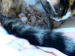 Live bevalling van onze poes Belle