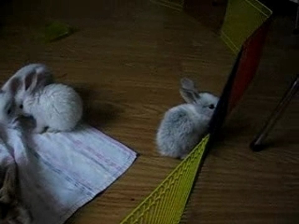 mes 6 bébé lapin de ferme