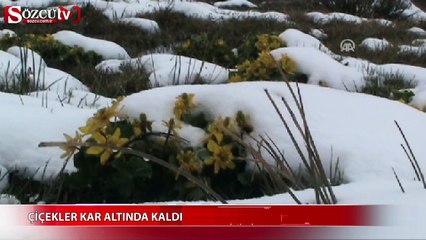 Çiçekler kar altında kaldı