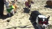 600 Corgis frolic at Corgi Beach Day