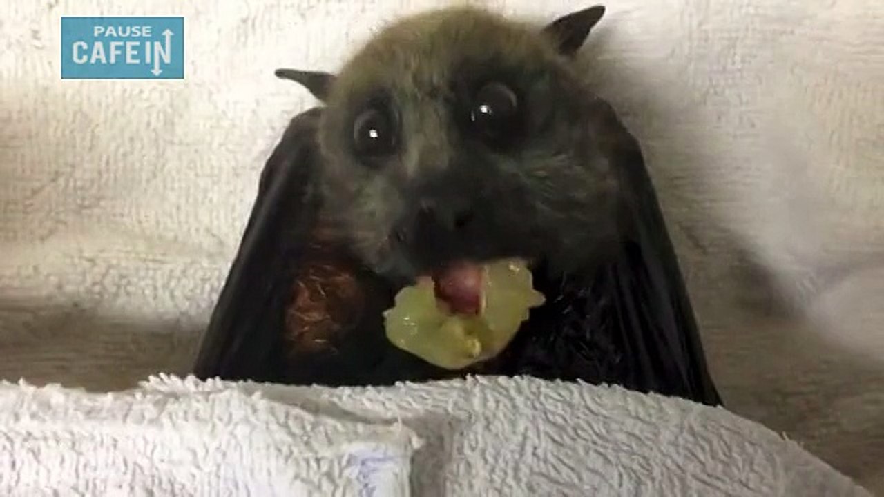 Une chauve-souris mange du raisin