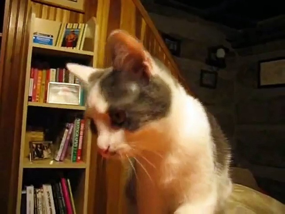 My Weird Cat talking to a Moth