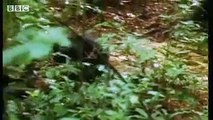 Chimpanzees team up to attack a monkey in the wild - BBC wildlife